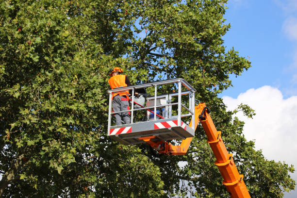 Carthage, IL Tree Removal and Landscaping Services Company